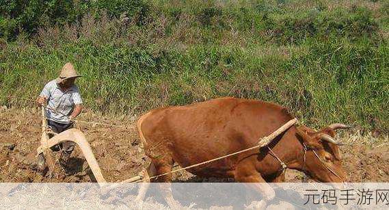 耕了母亲荒废土地,荒地开垦:寻找妈妈的田园记忆