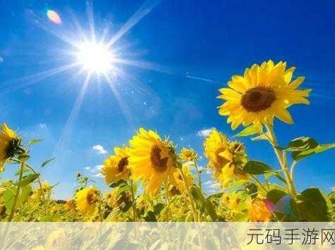 火爆社区向日葵，向日葵社交-玩趣交友