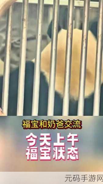 大熊猫捡到游客的伞还给撑开了,【萌宠】熊猫宝宝撑伞日常:这个还你,我先试试!