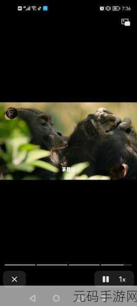新游戏震撼发布,以孤独大猩猩为第一视角的动作冒险之旅