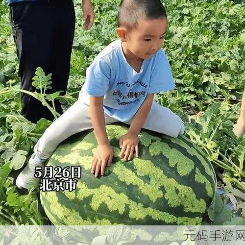 17C 在线吃瓜播放视,17C 瓜瓜视频