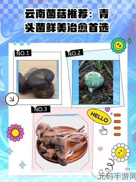 蘑菇黑料视频，趣味菇菇短视频
