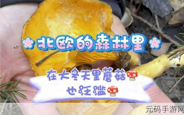 蘑菇黑料视频，趣味菇菇短视频