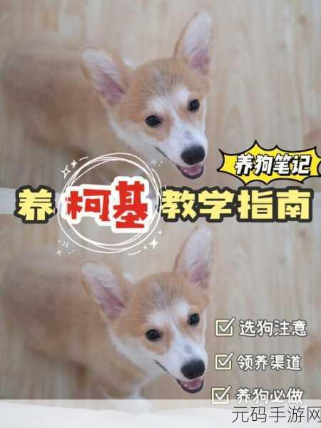 精品日产一匹二匹三匹科普一下,宠物养成指南:稀有坐骑获取攻略