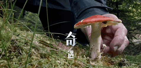 真菌世界新版本震撼发布,策略与冒险的完美融合
