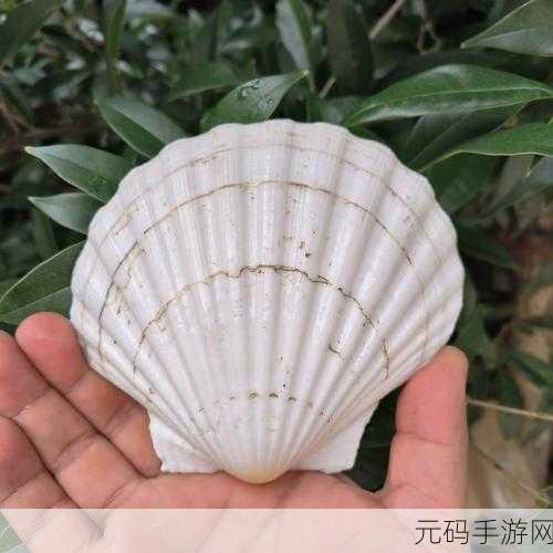 一人 上面 下感扇贝动,一指上下滑动 感受贝壳世界