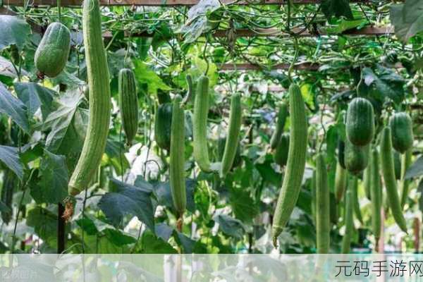 丝瓜视频IOS,丝瓜视频-轻松追剧看片神器