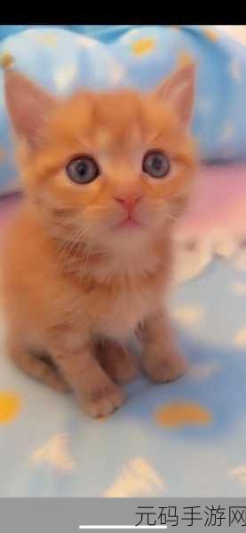 糖心vlog橘子猫,甜心萌宠日记
