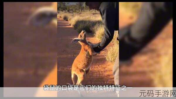 袋鼠小天王2新版本震撼发布,探索式卡通动作冒险新体验