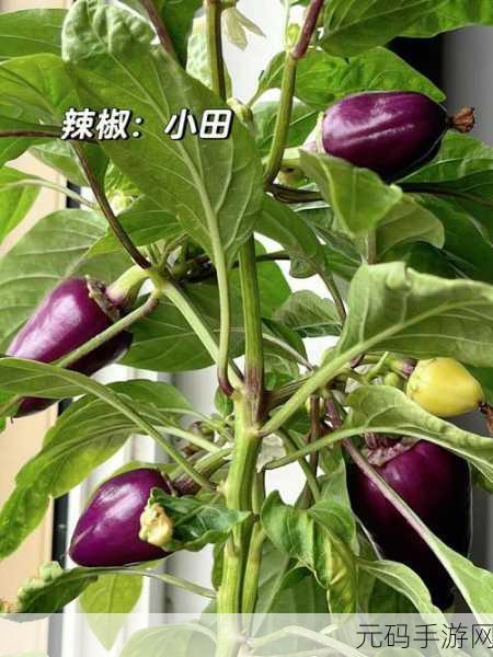 成品香蕉煮小辣椒的产地和价格,香蕉辣椒:寻味产地,性价比攻略