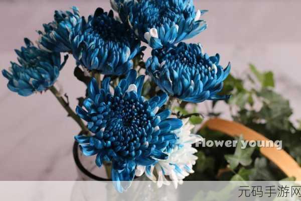 漾出over flower第一季翻译,花漾恋语:初见篇