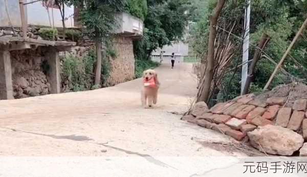 人狗大战,萌宠保卫战