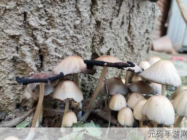 蘑菇黑料爆料，蘑菇秘密驿站