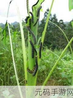虫虫资源库,虫虫宝库