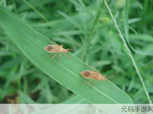 虫虫资源库,虫虫宝库