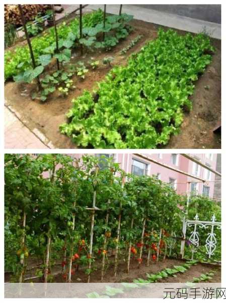 粘脚菜园免登陆版震撼发布，打造你的梦幻菜园，享受模拟经营的乐趣