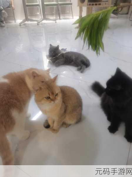 挤在一起的猫猫手机版最新版发布,萌宠云集的休闲新体验