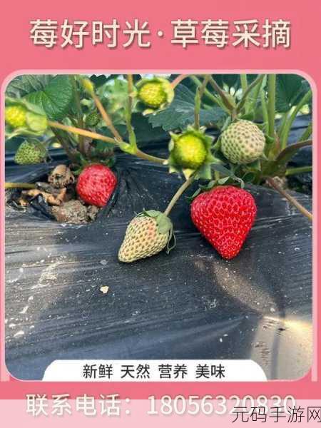 草莓视频高清,草莓时光 - 精彩视频合集