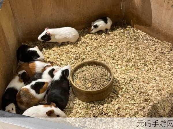 BT Kitty,萌宠探险家