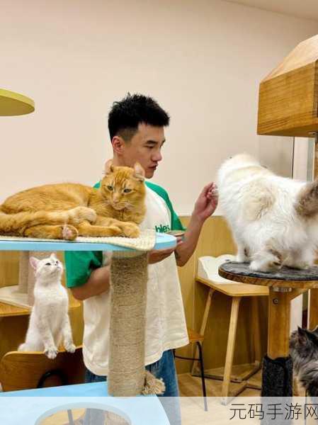 巜锕锕锕锕锕锕好湿视频,萌宠日常:小猫咪的欢乐时光