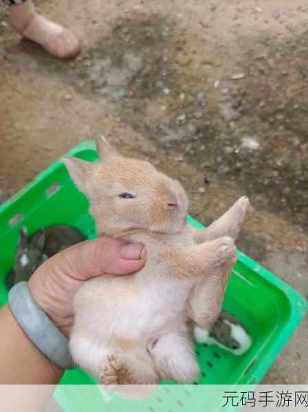 两个大兔子抖来抖去的照片,萌宠日常:两只毛茸茸的兔兔抖动瞬间