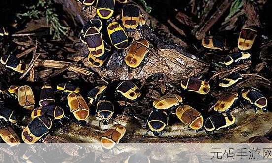雨林甲虫进化游戏震撼发布,动作冒险新纪元等你来探索