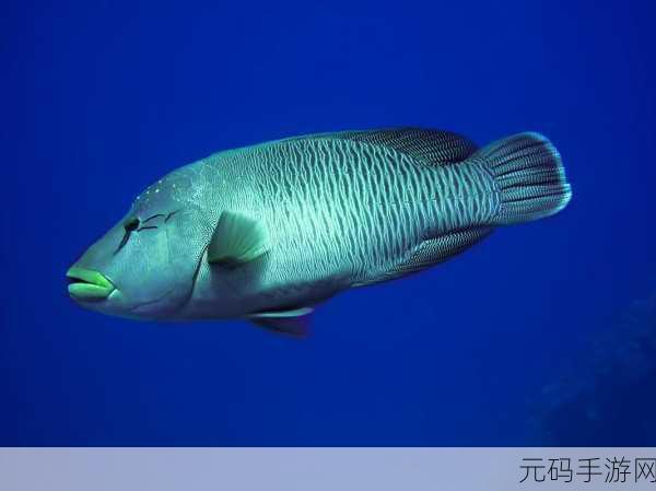 深海巨腹鱼群,深海霸主:巨腹鱼传说