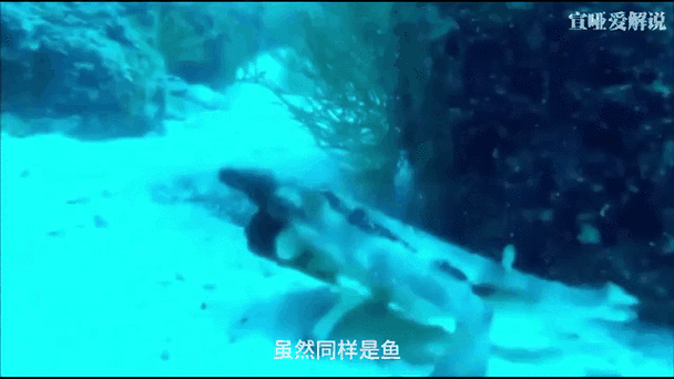 深海巨腹鱼群,深海霸主:巨腹鱼传说