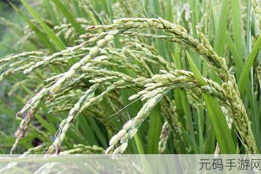 日本一线产区和二线产区,探索日本顶级与特色产区