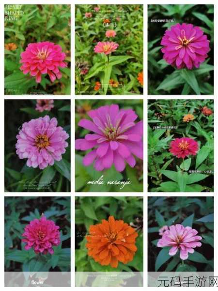 漾出flower樱花有翻译，樱花漾语 - 花语翻译