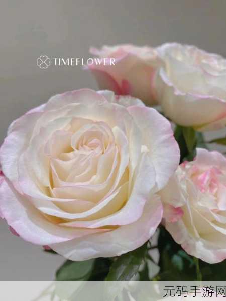 漾出flower樱花有翻译，樱花漾语 - 花语翻译