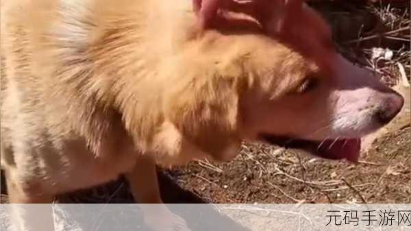 白丽珍我和我的狗老公，与汪相伴：我的毛绒守护者