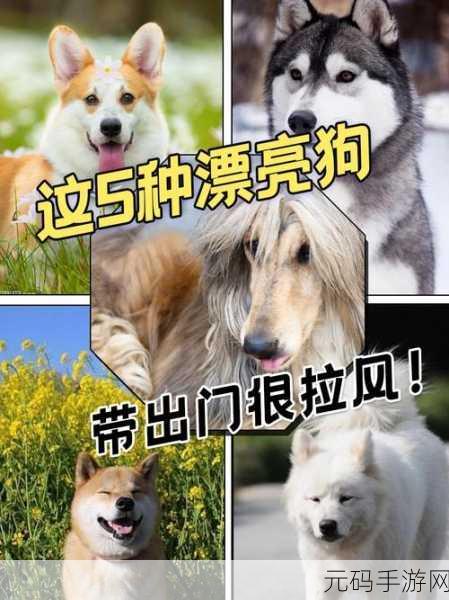 狗带TV官网最新版本更新内容,狗带TV手游:新版本更新公告
