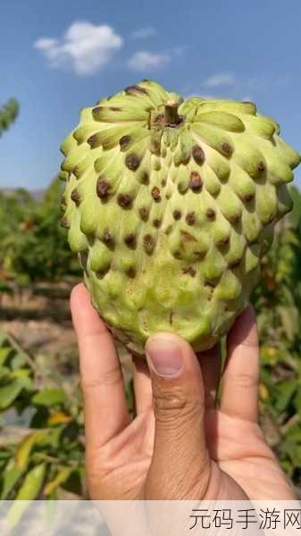 菠萝蜜视频在线观看，菠萝蜜短视频