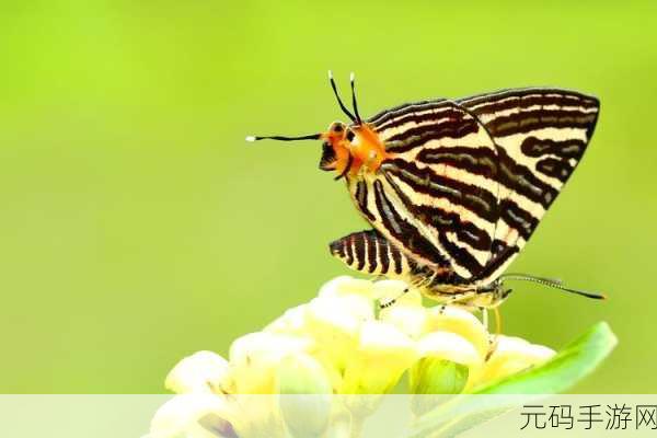花蝴蝶视频下载,花蝶视频 - 精彩短片随心看