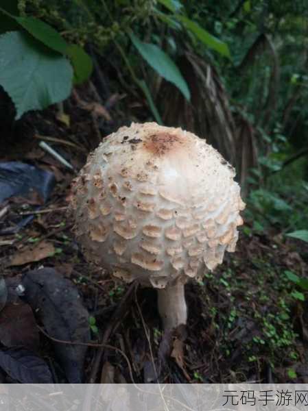 mogu蘑菇吃瓜,蘑菇八卦