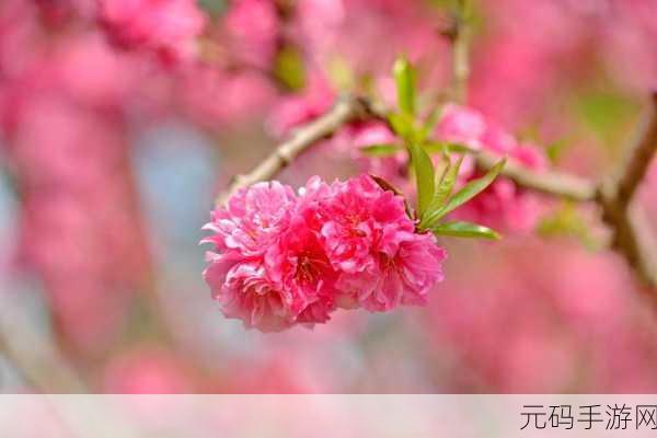 樱花jsq24-12c01,樱の花物语