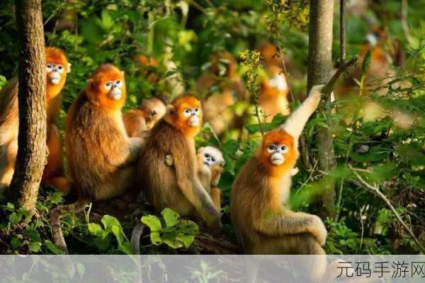 打生猴子软件免费不下载,模拟养成类游戏 - 萌宠猴王成长记