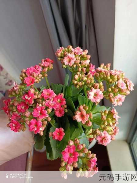 室友突然长出花cue怎么办,室友变异成花仙子该如何应对