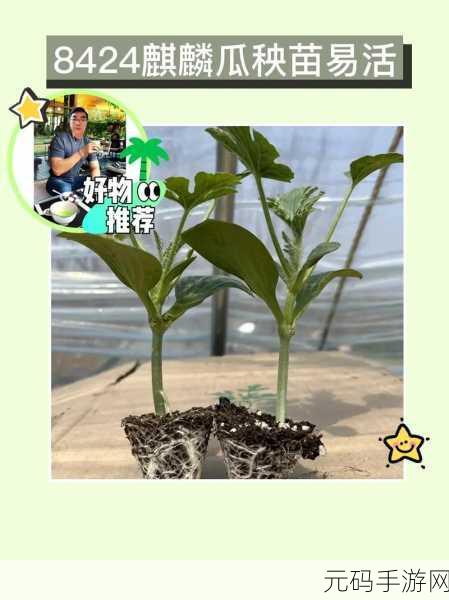 51好瓜,瓜瓜星球