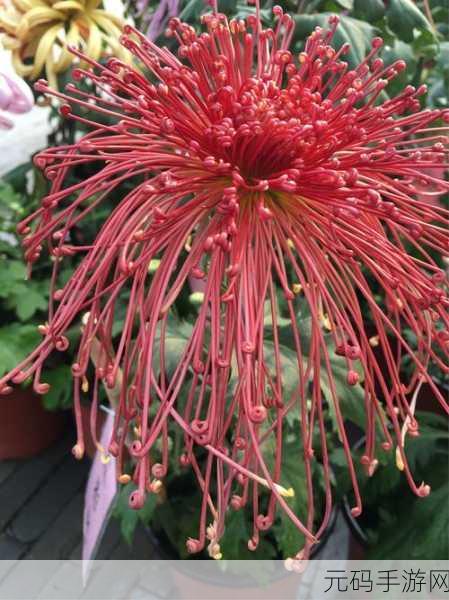 探花一区,缘来花开