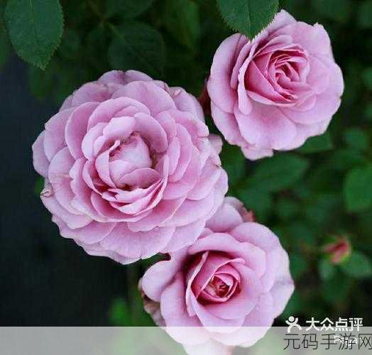 女人让亲小花园怎么回复,如何优雅回应女友的亲密请求