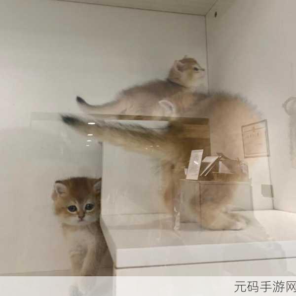 柚子猫nana糖心国产vlog,萌宠日常 - 甜心柚猫的生活记录