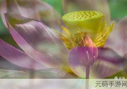 倒插莲花男女之间的寓意,缘定花开:寻觅真爱