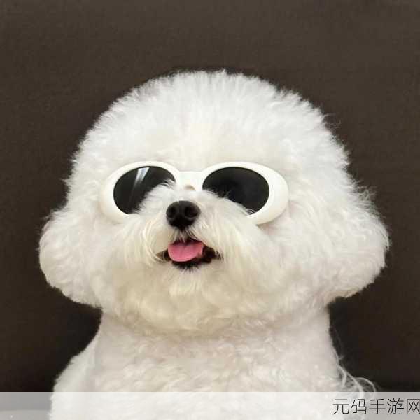 浓毛BwBwBwBwBw，萌宠小精灵