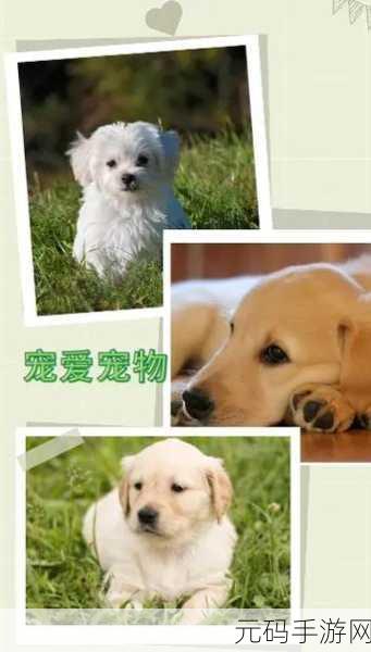 日本mindup狗与普通版对比,宠物养成大对决:日系高颜值名犬VS传统萌宠