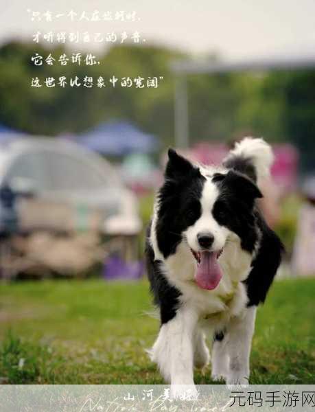 第一次给了狗,萌宠陪伴:我的第一只小狗