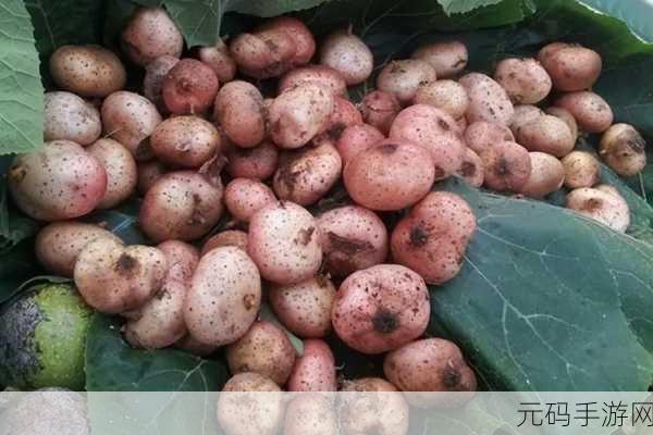 地瓜视频APP免费观看下载安装,地瓜视频 - 海量短视频随心看
