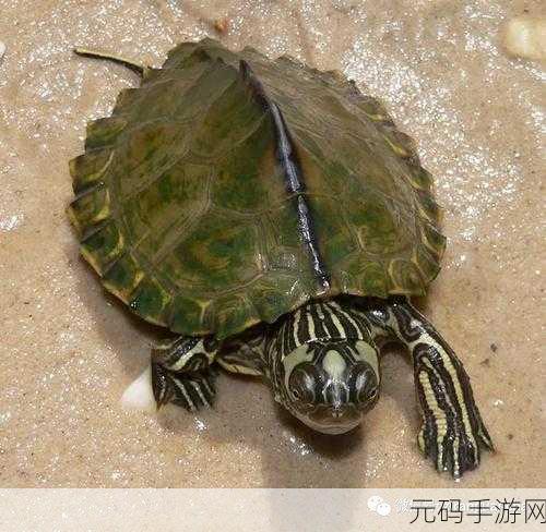 魔兽世界乌龟服瘤背复仇者,全新挑战与探索的绝佳机遇
