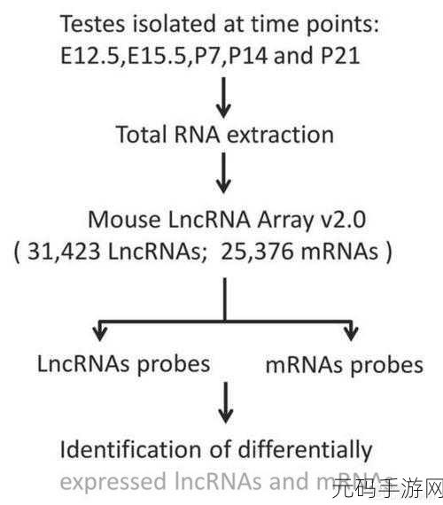 探索 LncRNA 数据库,实用教程全解析